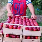 Stara Kuca